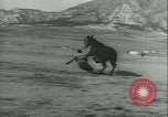 Immagine di Muli United States USA, 1943, secondo 46 filmato di repertorio 65675059295