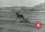 Immagine di Muli United States USA, 1943, secondo 47 filmato di repertorio 65675059295