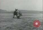 Immagine di Muli United States USA, 1943, secondo 48 filmato di repertorio 65675059295