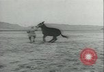 Immagine di Muli United States USA, 1943, secondo 49 filmato di repertorio 65675059295