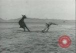Immagine di Muli United States USA, 1943, secondo 51 filmato di repertorio 65675059295