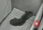 Image of tiger cubs New York United States USA, 1944, second 12 stock footage video 65675059351