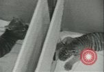 Image of tiger cubs New York United States USA, 1944, second 13 stock footage video 65675059351