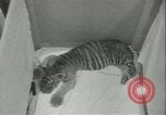 Image of tiger cubs New York United States USA, 1944, second 14 stock footage video 65675059351