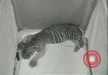 Image of tiger cubs New York United States USA, 1944, second 15 stock footage video 65675059351