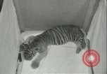 Image of tiger cubs New York United States USA, 1944, second 16 stock footage video 65675059351