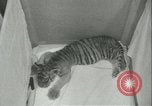 Image of tiger cubs New York United States USA, 1944, second 17 stock footage video 65675059351