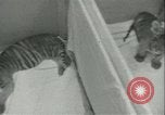 Image of tiger cubs New York United States USA, 1944, second 18 stock footage video 65675059351