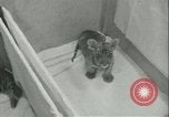 Image of tiger cubs New York United States USA, 1944, second 19 stock footage video 65675059351