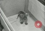 Image of tiger cubs New York United States USA, 1944, second 20 stock footage video 65675059351
