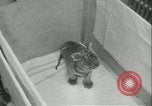 Image of tiger cubs New York United States USA, 1944, second 21 stock footage video 65675059351