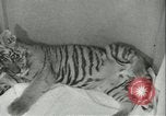 Image of tiger cubs New York United States USA, 1944, second 22 stock footage video 65675059351