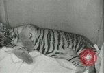 Image of tiger cubs New York United States USA, 1944, second 23 stock footage video 65675059351