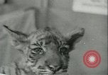 Image of tiger cubs New York United States USA, 1944, second 24 stock footage video 65675059351