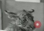 Image of tiger cubs New York United States USA, 1944, second 25 stock footage video 65675059351