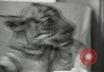 Image of tiger cubs New York United States USA, 1944, second 26 stock footage video 65675059351