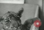 Image of tiger cubs New York United States USA, 1944, second 27 stock footage video 65675059351