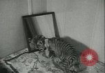 Image of tiger cubs New York United States USA, 1944, second 28 stock footage video 65675059351