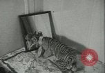 Image of tiger cubs New York United States USA, 1944, second 29 stock footage video 65675059351