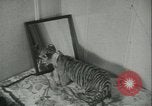 Image of tiger cubs New York United States USA, 1944, second 30 stock footage video 65675059351
