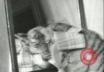 Image of tiger cubs New York United States USA, 1944, second 31 stock footage video 65675059351