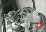 Image of tiger cubs New York United States USA, 1944, second 32 stock footage video 65675059351