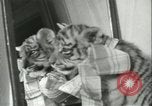 Image of tiger cubs New York United States USA, 1944, second 33 stock footage video 65675059351