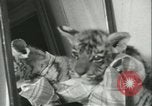 Image of tiger cubs New York United States USA, 1944, second 34 stock footage video 65675059351