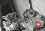 Image of tiger cubs New York United States USA, 1944, second 35 stock footage video 65675059351