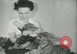 Image of tiger cubs New York United States USA, 1944, second 37 stock footage video 65675059351