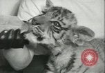 Image of tiger cubs New York United States USA, 1944, second 38 stock footage video 65675059351
