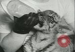 Image of tiger cubs New York United States USA, 1944, second 39 stock footage video 65675059351