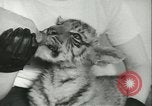 Image of tiger cubs New York United States USA, 1944, second 40 stock footage video 65675059351