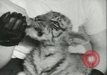 Image of tiger cubs New York United States USA, 1944, second 41 stock footage video 65675059351