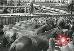 Standbild Auktion von Pferden Los Angeles California USA, 1944, aus Sekunde 5 historischem Filmmaterial Videoclip 65675059353