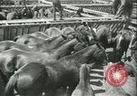 Standbild Auktion von Pferden Los Angeles California USA, 1944, aus Sekunde 6 historischem Filmmaterial Videoclip 65675059353