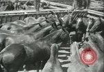 Standbild Auktion von Pferden Los Angeles California USA, 1944, aus Sekunde 7 historischem Filmmaterial Videoclip 65675059353