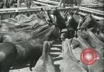 Standbild Auktion von Pferden Los Angeles California USA, 1944, aus Sekunde 8 historischem Filmmaterial Videoclip 65675059353