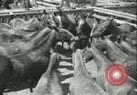 Standbild Auktion von Pferden Los Angeles California USA, 1944, aus Sekunde 9 historischem Filmmaterial Videoclip 65675059353