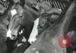 Standbild Auktion von Pferden Los Angeles California USA, 1944, aus Sekunde 10 historischem Filmmaterial Videoclip 65675059353