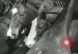 Standbild Auktion von Pferden Los Angeles California USA, 1944, aus Sekunde 11 historischem Filmmaterial Videoclip 65675059353