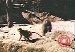 Standbild beschädigt Tiergarten Berlin Deutschland, 1945, aus Sekunde 14 historischem Filmmaterial Videoclip 65675059364