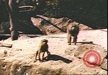 Standbild beschädigt Tiergarten Berlin Deutschland, 1945, aus Sekunde 16 historischem Filmmaterial Videoclip 65675059364