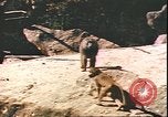 Standbild beschädigt Tiergarten Berlin Deutschland, 1945, aus Sekunde 18 historischem Filmmaterial Videoclip 65675059364