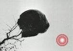 Image of Allied paratroopers France, 1944, second 24 stock footage video 65675059372