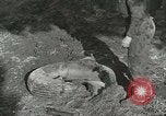 Immagine di Allied jeep Anzio Italia, 1944, secondo 52 filmato di repertorio 65675059385