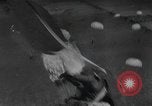 Image of D-Day Normandy invasion Normandy France, 1944, second 35 stock footage video 65675059443
