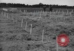Immagine di American temporaneo Laurent cimitero in Francia Normandia Francia, 1944, secondo 21 filmato di repertorio 65675059457
