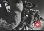Immagine di Saphis francese Kairouan Tunisia, 1942, secondo 11 filmato di repertorio 65675059506