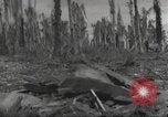 Image Destruction sur l'île Wakde de raid aérien japonais Wakde Island Nouvelle Guinée, 1944, de la seconde 20 séquences d'archives historiques vidéo 65675059508